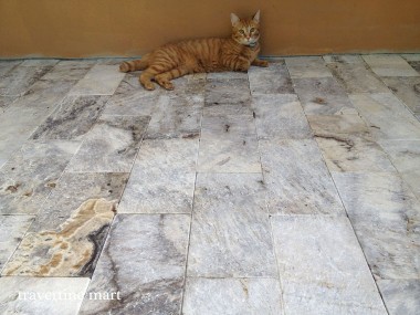 Gray and cream rectangular pavers cover a sheltered floor, with a ginger cat resting against an ochre wall.